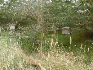 An Apiary should placed in a serene environment with shade, water and indigenous plants.